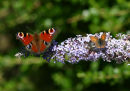 Peacock & Small Copper